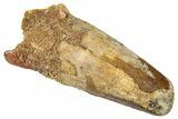 Bargain, Fossil Spinosaurus Tooth - Real Dinosaur Tooth #333612-1